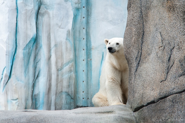 Eisbär