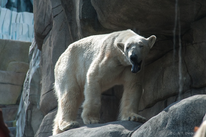Eisbär
