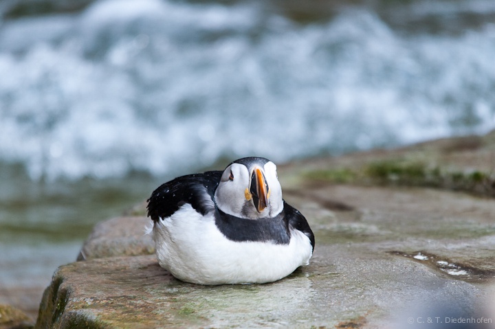 Papageientaucher