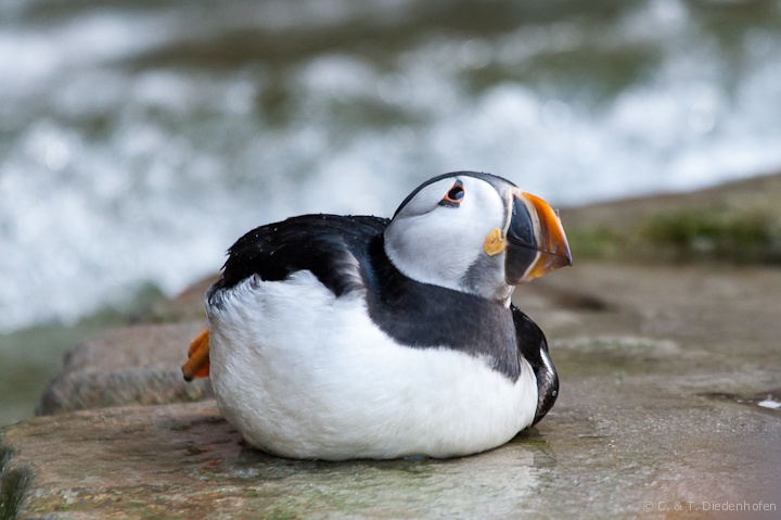 Papageientaucher