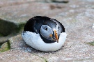 Papageientaucher