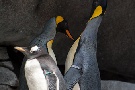 Königspinguine