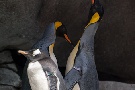 Königspinguine