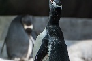 Eselspinguin