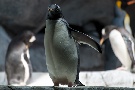 Eselspinguin