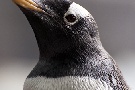Eselspinguin