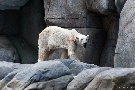 Eisbär