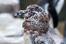 Pinguin