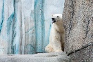 Eisbär