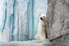 Eisbär