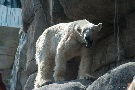 Eisbär