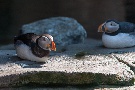 Papageientaucher