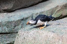 Papageientaucher und eine Biene