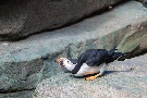 Papageientaucher