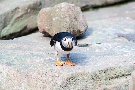 Papageientaucher