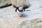 Papageientaucher