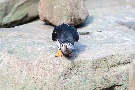Papageientaucher