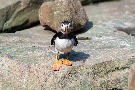 Papageientaucher