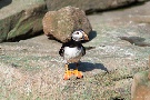 Papageientaucher