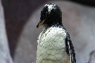 Eselspinguin