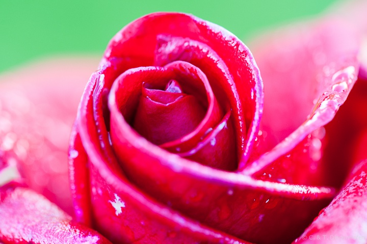 Regen-Rose