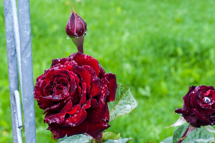 Regen-Rose