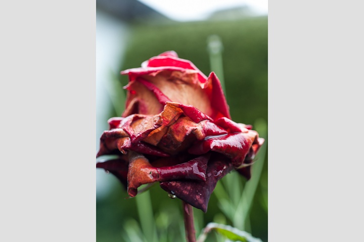 Regen-Rose