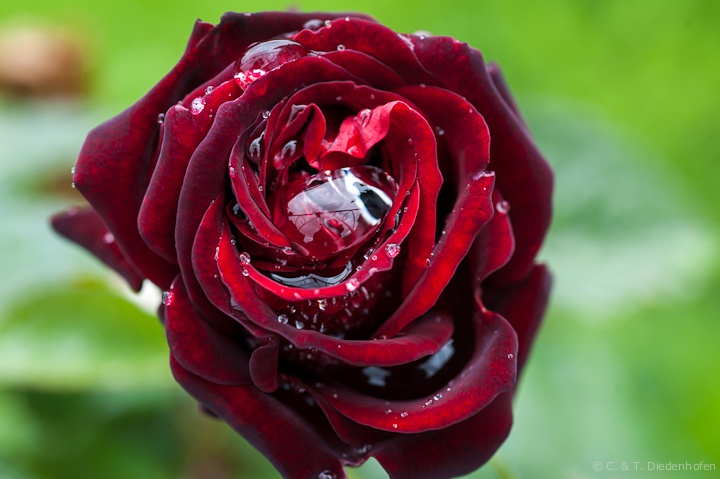 Regen-Rose
