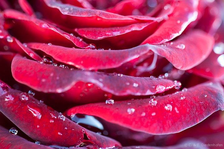 Regen-Rose