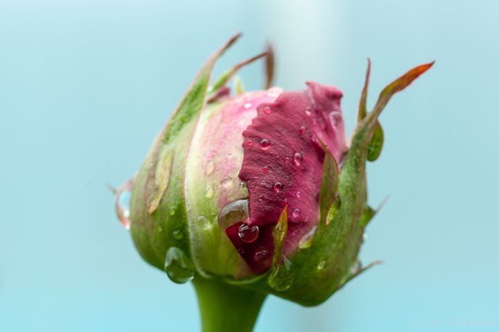 Regen-Rose