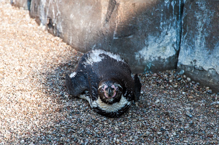 Humboldt-Pinguin