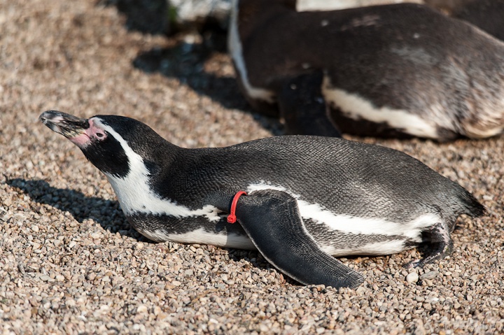 Humboldt-Pinguin