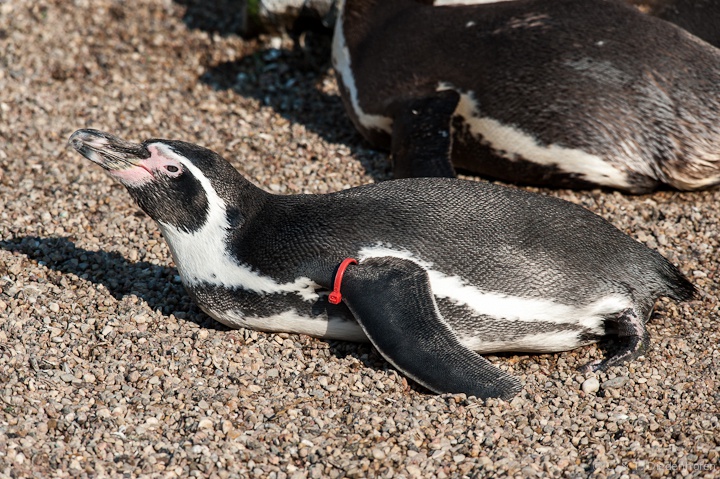Humboldt-Pinguin