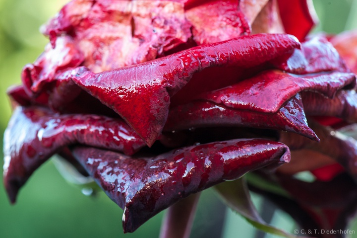 Regen-Rose
