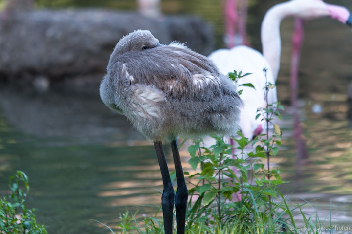 Flamingo Nachwuchs