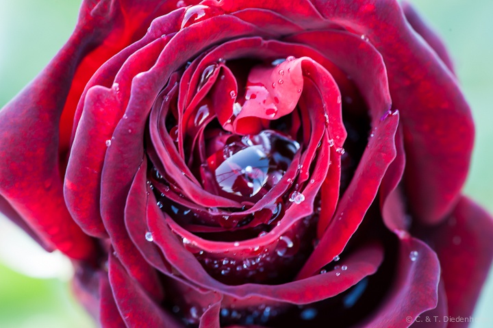 Regen-Rose