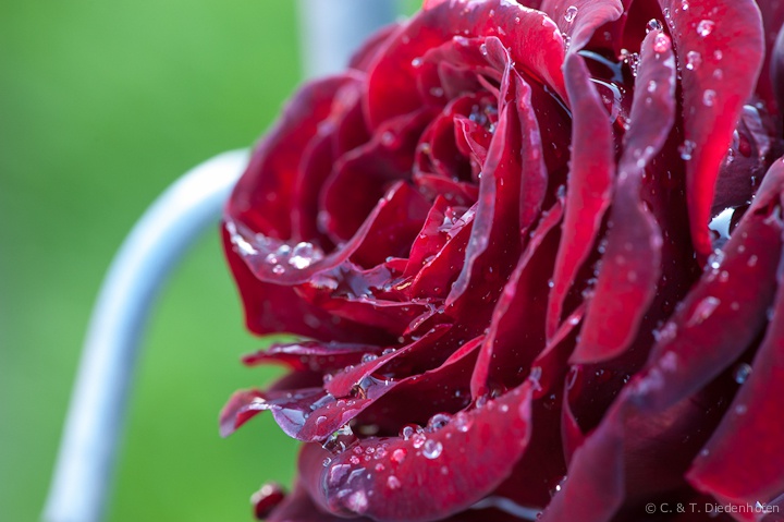 Regen-Rose