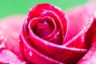 Regen-Rose