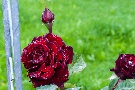 Regen-Rose