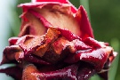 Regen-Rose