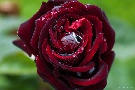 Regen-Rose