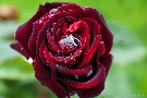Regen-Rose