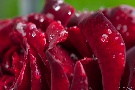 Regen-Rose