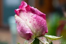Regen-Rose