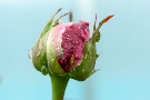 Regen-Rose