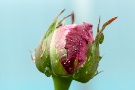Regen-Rose