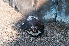 Humboldt-Pinguin