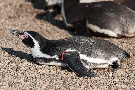 Humboldt-Pinguin
