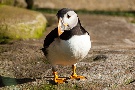 Papageientaucher