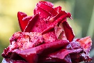 Regen-Rose